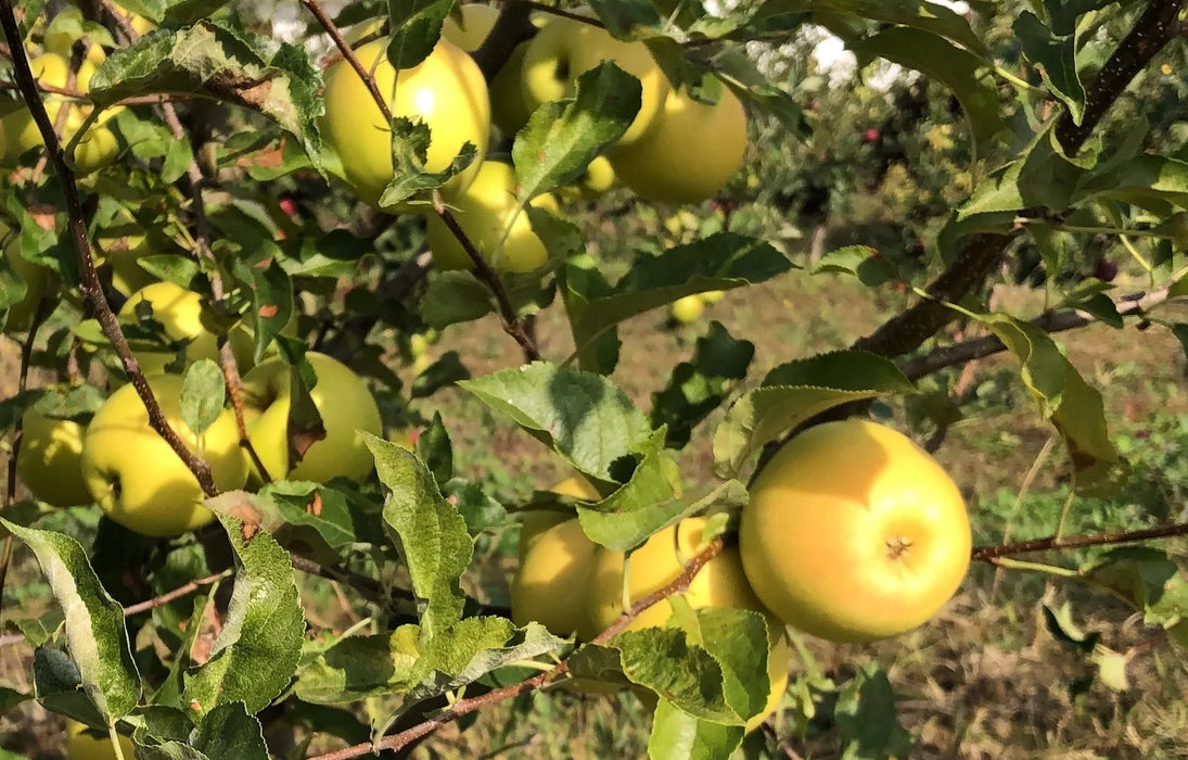 Golden Delicious - Sarı Elma