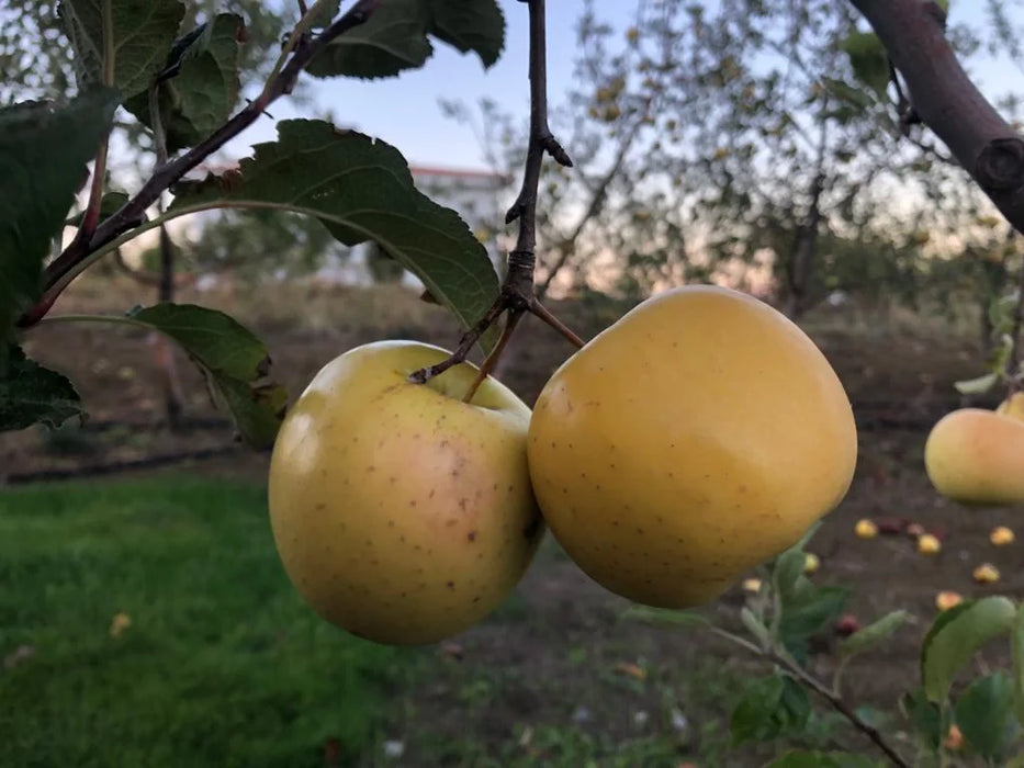 Golden Delicious - Sarı Elma