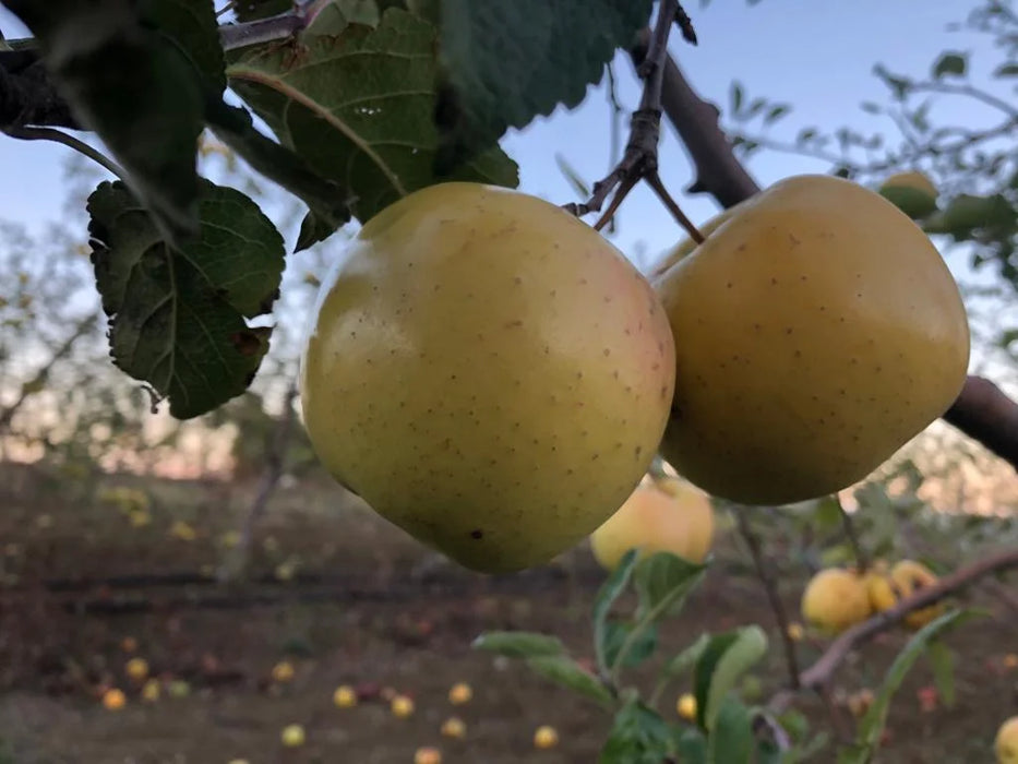 Golden Delicious - Sarı Elma