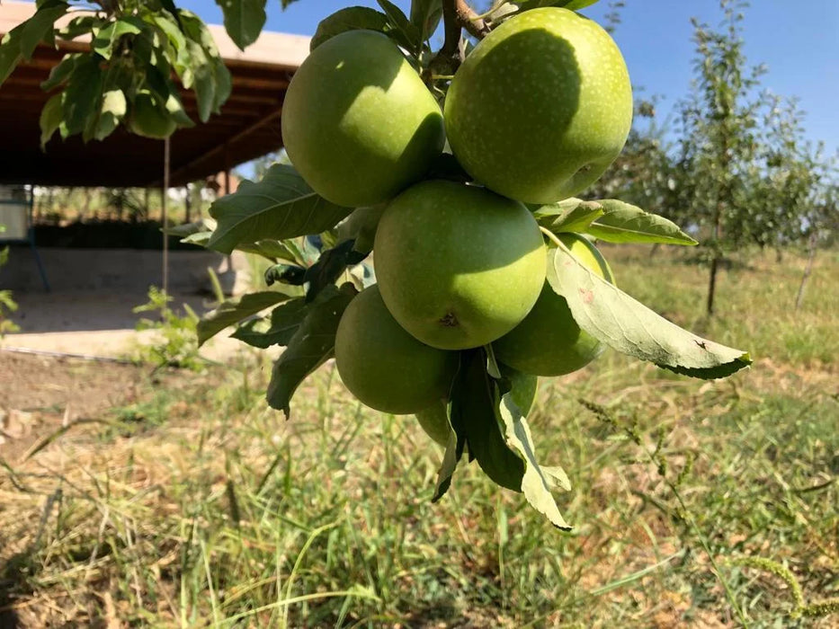 Granny Smith - Yeşil Elma